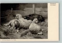 Nr. 28 Verlag Brunner & Co - Schafstall, Landwirtschaft Koller, R.