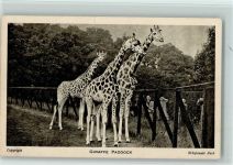 Whipsnade Park - Giraffen Paddock AK Tier