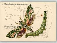 Nr. 18 Oleanderschwärmer - DJH Verlag, gute Erhaltung Schmetterling
