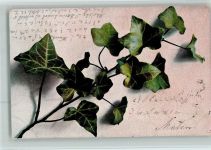 Efeu 1903 AK Blume