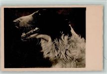 gute Erhaltung AK Windhund