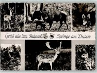 W3257 Springe , Deister Der Saupark Tier