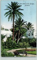 Saint George´s Gebrauchsspuren Date Palms