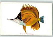 Honolulu Künstlerkarte Hawaii Kikakapu Fisch Ort lt. Verlag
