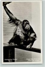 W1000 Berlin Mitte C / 2256 Affen Orang Utan Weibchen Cleo mit Jungen Zoo Foto AK