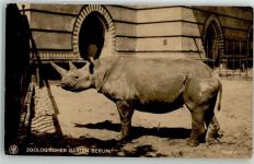 W1000 Berlin Mitte Nashorn Zoo