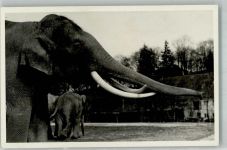 Indischer Elefantenbulle 7 Verlag Tierpark Hellabrunn Zoo Foto AK