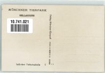 Indischer Elefantenbulle 7 Verlag Tierpark Hellabrunn Zoo Foto AK
