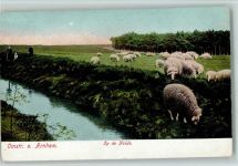 Op de Heide - Schäfer mit Herde ca 1905 AK Schaf