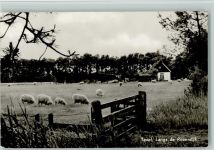 Texel, Langs de Rozendijk - Schafherde Foto 1954 AK Schaf