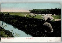 Op de Heide - Schäfer mit Herde 1906 AK Schaf