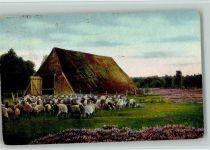 W3045 Wilsede , Kr Soltau Lüneburger Heide - Heidschnuckenherde am Stall 1909 AK Schaf