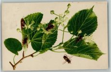 Bienen tummeln sich auf Blätter - Farbenlichtdruck Rommel 1908 AK Biene