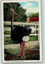 Trotting Ostrich - Jacksonville, Florida ca 1930 AK Tier