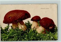 Steinpilz (essbar) 1907 Verlag Rommel Nr. 721 AK Pilz 1915