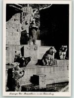 Braunbären in der Bärenburg ca 1965 AK Zoo