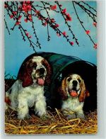 Zwei Spaniel Welpen mit einer Tonne , Spaniel