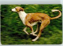 Windhund ca 1965 AK Windhund