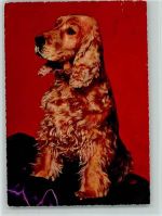 Spaniel 1962 AK Spaniel