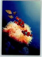 Seeanemone und Korallenfische -Prachtkarte signiert Fisch