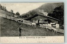 83700 W8185 Kreuth b Tegernsee 1903 - Hohlsteinalpe Hüttenstempel Kühe