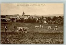 79777 W7899 Birkendorf , Schwarzw - Ochsenpflug Kühe