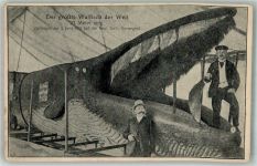 Der größte Walfisch der Welt gefangen 1901 bei der Insel Sarö Wal