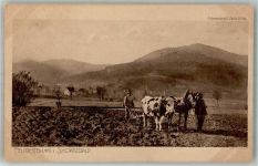 Schwarzwaldidylle Nr. 24 Landwirtschaft Tiergespann Elchlepp 1905