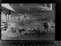 34414 W3530 Scherfede GLASNEGATIV Wildschweine