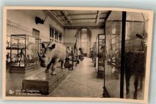Tervuren Tervueren Foto AK Ausstellung Museum Zootiere