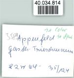 34593 W3589 Appenfeld FOTO KEINE AK Gasth. Trieschmann