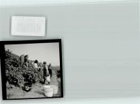 55585 W6551 Hochstätten , Kr Bad Kreuznach FOTO KEINE AK Weinlese