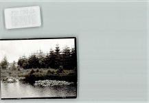 W4938 Schieder-Schwalenberg Seerosen Seerose FOTO KEINE AK