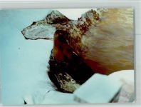 W2280 Westerland Seehund Robbe FOTO KEINE AK
