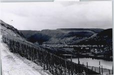 56867 W5589 Briedel - Foto