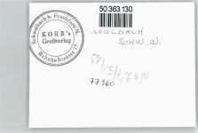 77960 W7633 Seelbach , Schutter - Foto