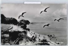 24321 W2322 Hohwacht (Ostsee) - Hohes Ufer, Möwe