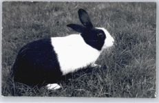 Foto Hase