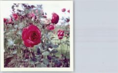 25436 W2082 Uetersen FOTO KEINE AK Foto, Rosarium
