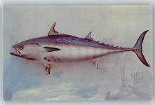 Bonito Fisch Künstlerkarte