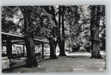 35619 W6333 Braunfels - Lindenallee Herrengarten