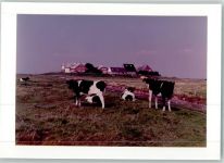 25863 W2251 Langeneß FOTO KEINE AK Kühe