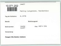 25863 W2251 Langeneß FOTO KEINE AK Kühe