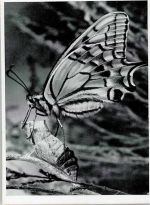 Schwalbenschwanz Foto E. Krause Das Episkop Schmetterling
