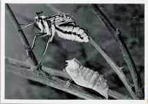Schwalbenschwanz kurz nach dem Ausschlüpfen Foto E. Krause Das Episkop Schmetterling