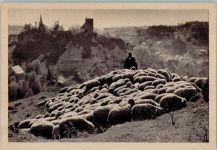 Schäfer mit Schafherde Schaf