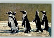 Brillenpinguine Pinguin