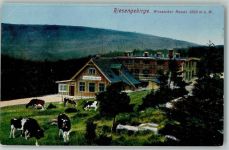 Riesengebirge - Wossecker Baude Kühe
