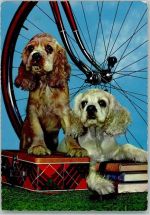 Junge Cockerspaniel Spaniel