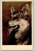Schäferhund Gebrauchsspuren
